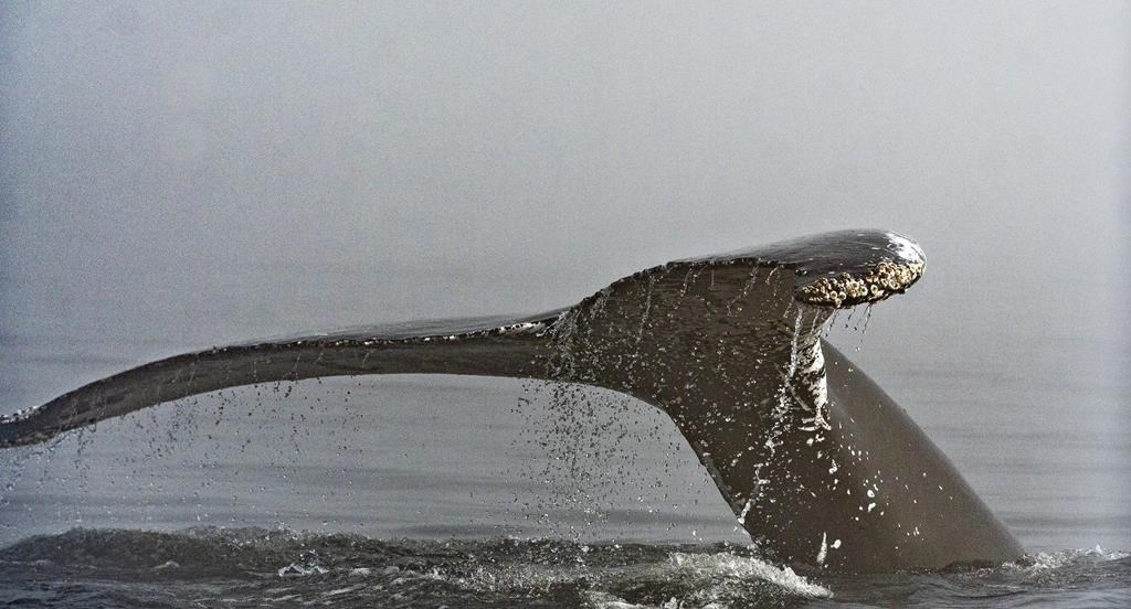 Les baleines restent moins longtemps dans le fleuve Saint-Laurent